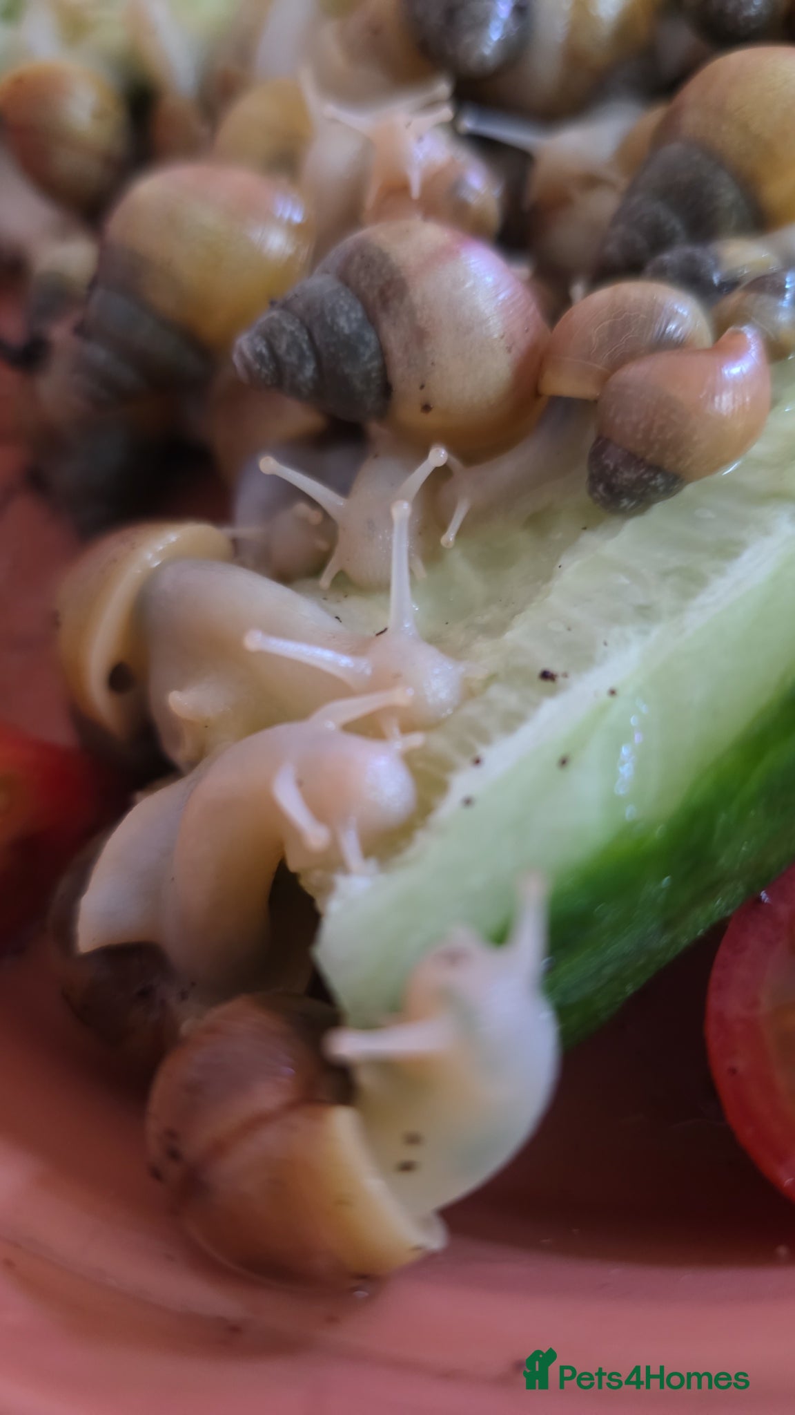 Snails invertebrates Albino giant african land snails - Advert 5