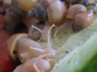 Snails invertebrates Albino giant african land snails - Advert 7