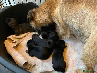 Border Terrier dogs Five boy Kc border terrier pups for sale - Advert 2