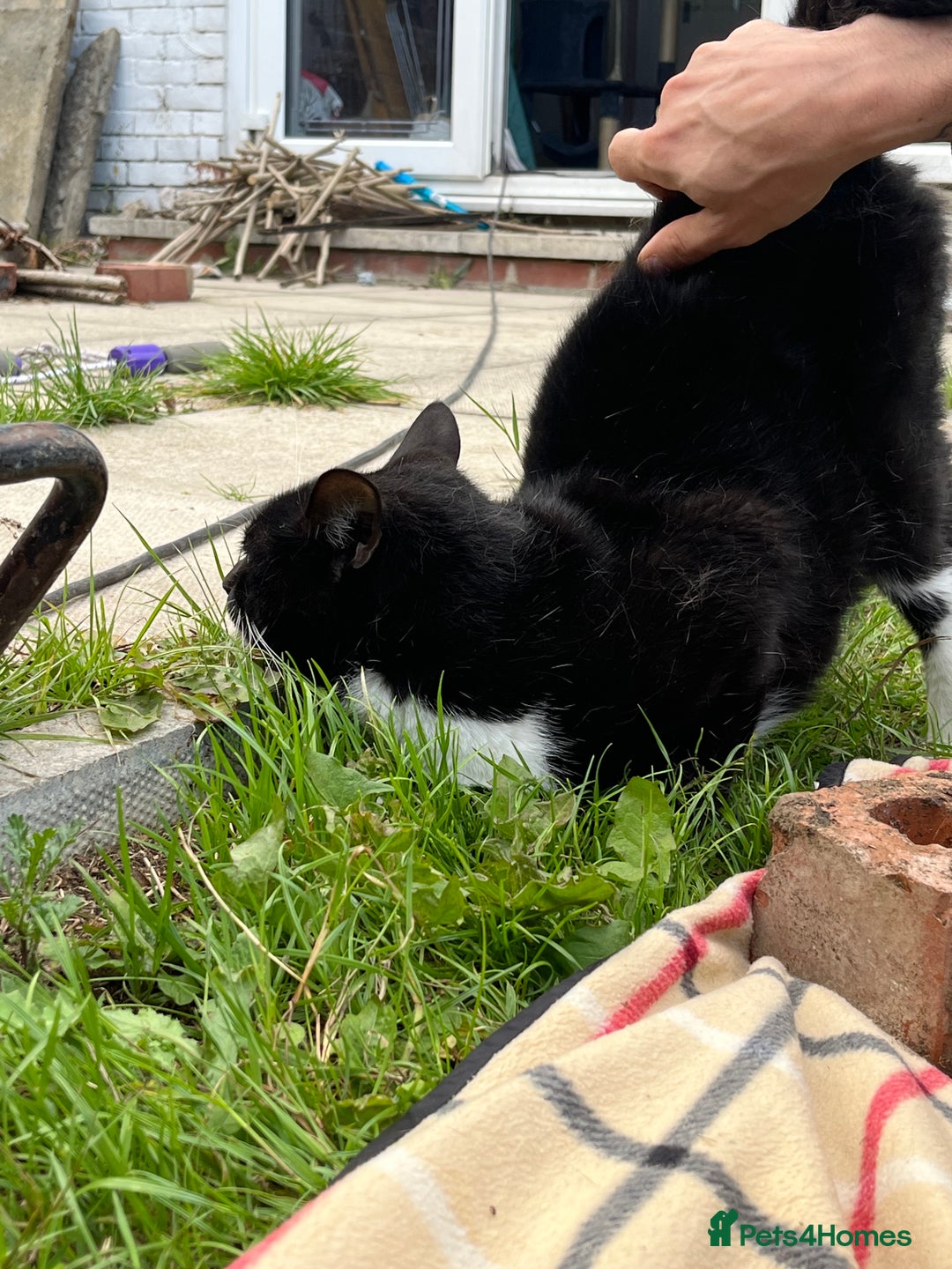 Mixed Breed cats for sale: Male, black and white, cat - Image 10