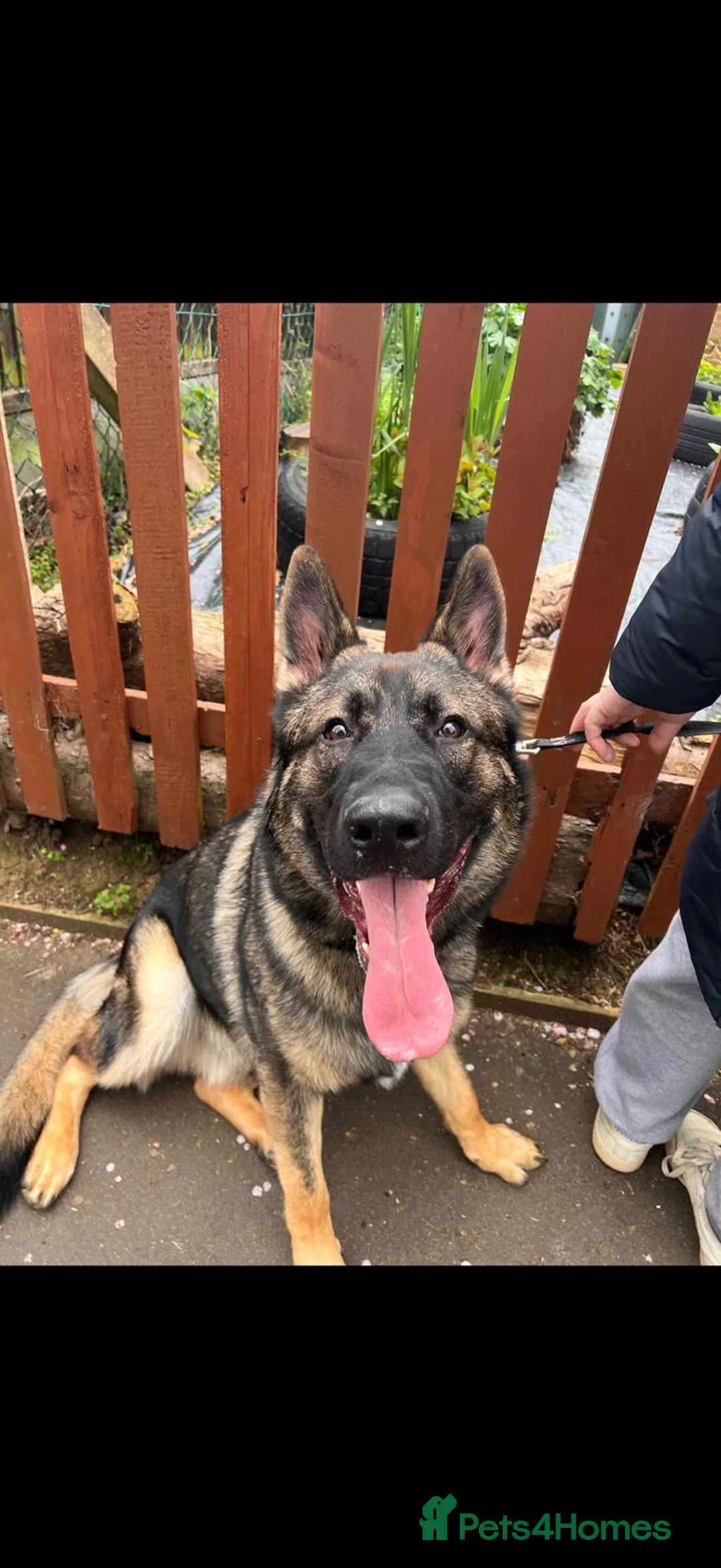 German Shepherd dogs for stud: Working line German shepherd for stud  - Advert 4