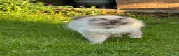 Siberian cats for sale: Siberian Neva Masquerade x2 - Advert 2