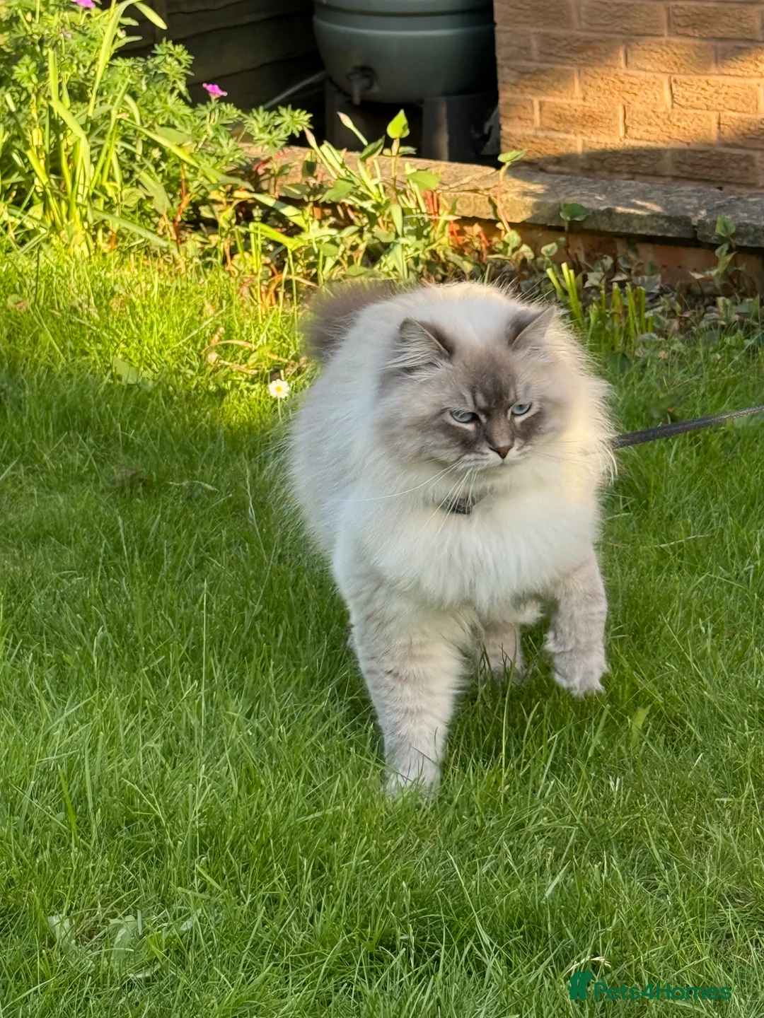 Siberian cats for sale: Siberian Neva Masquerade x2 - Advert 2