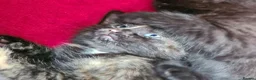 Mixed Breed cats for sale: Maine coon x Bengal  in Maybole - Advert 18