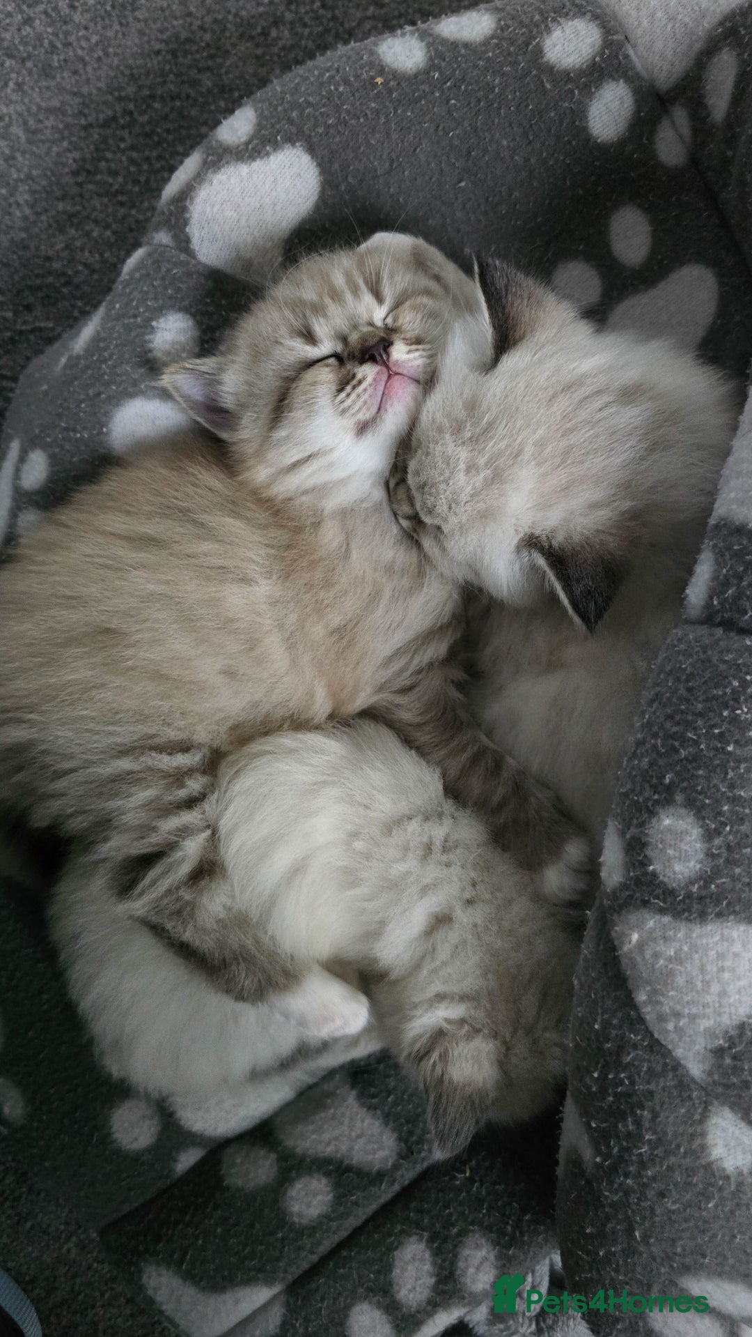 Ragdoll cats for sale: Beautiful kittens looking for their forever home - Image 7