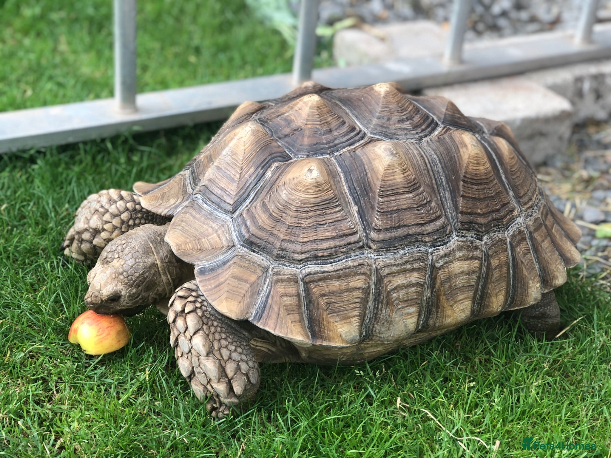 Tortoise reptiles Two sulcata tortoises - Advert 2