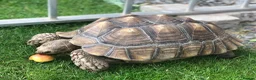 Tortoise reptiles for sale: Two sulcata tortoises - Advert 2