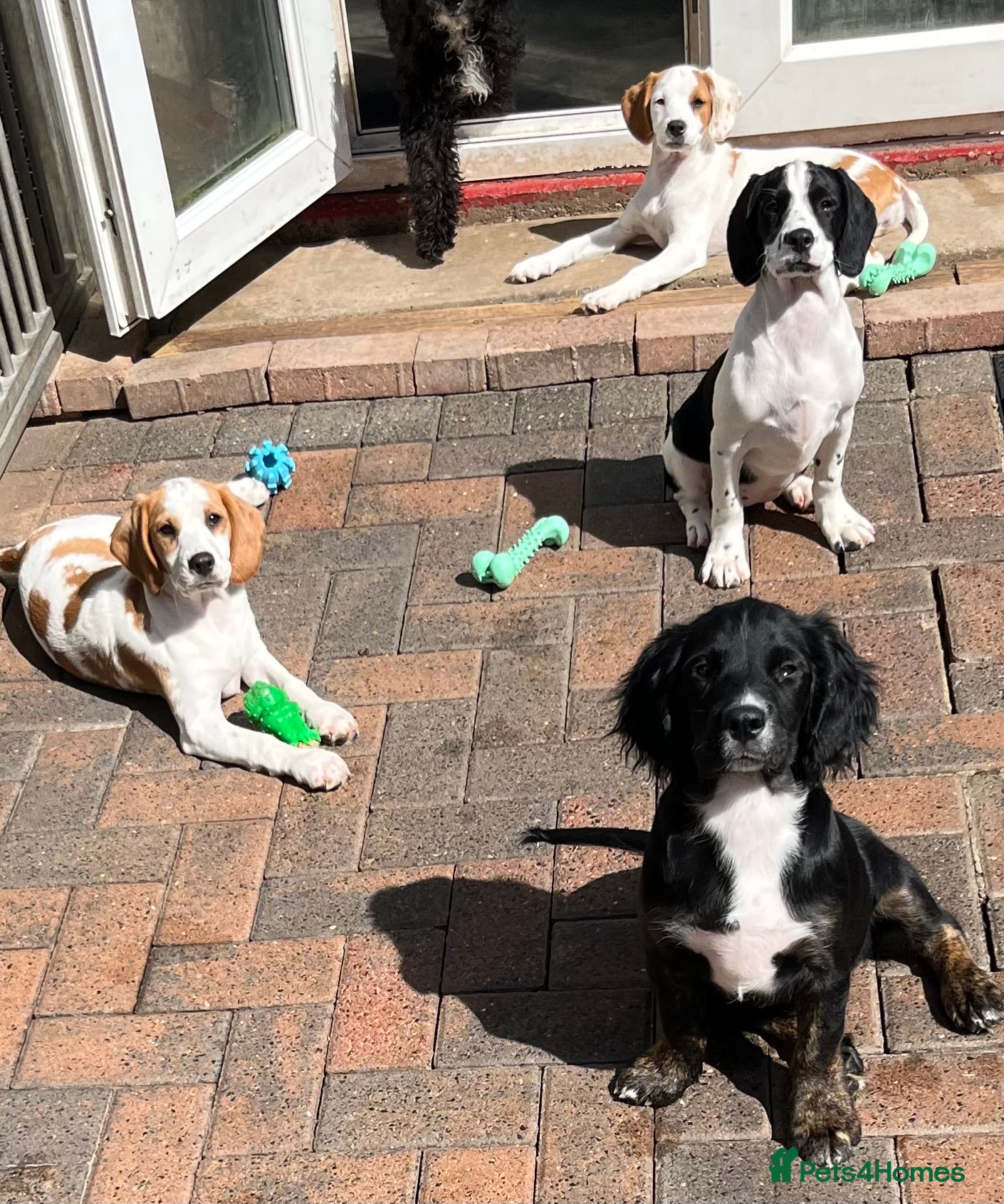 Mixed Breed dogs 👑 Royal Springhound pups - New Hybrid breed - Advert 12