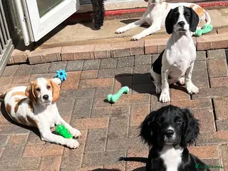 Mixed Breed dogs 👑 Royal Springhound pups - New Hybrid breed - Advert 4