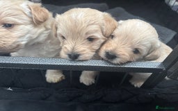 Mixed Breed dogs for sale: Westiepoo Pups For Sale - Image 4