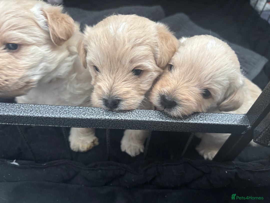 Mixed Breed dogs for sale: Westiepoo Pups For Sale - Image 4