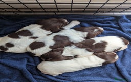 English Springer Spaniel dogs for sale: KC registered, Springer spaniel puppies  - Image 2