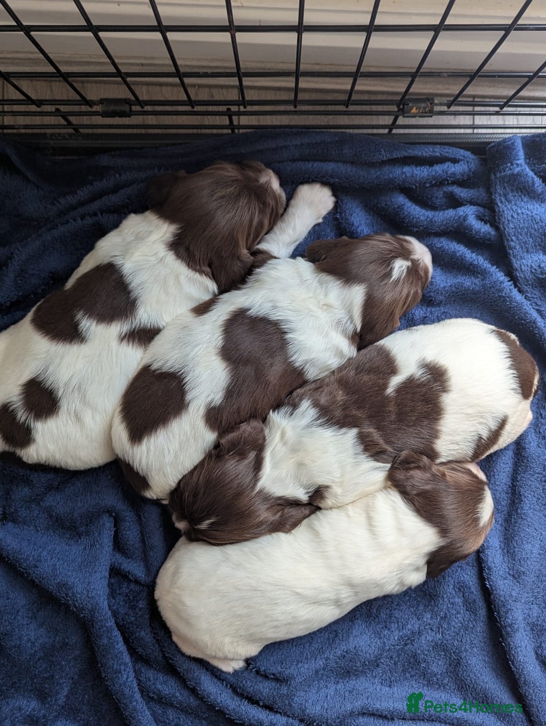 English Springer Spaniel dogs for sale: KC registered, Springer spaniel puppies  - Image 2