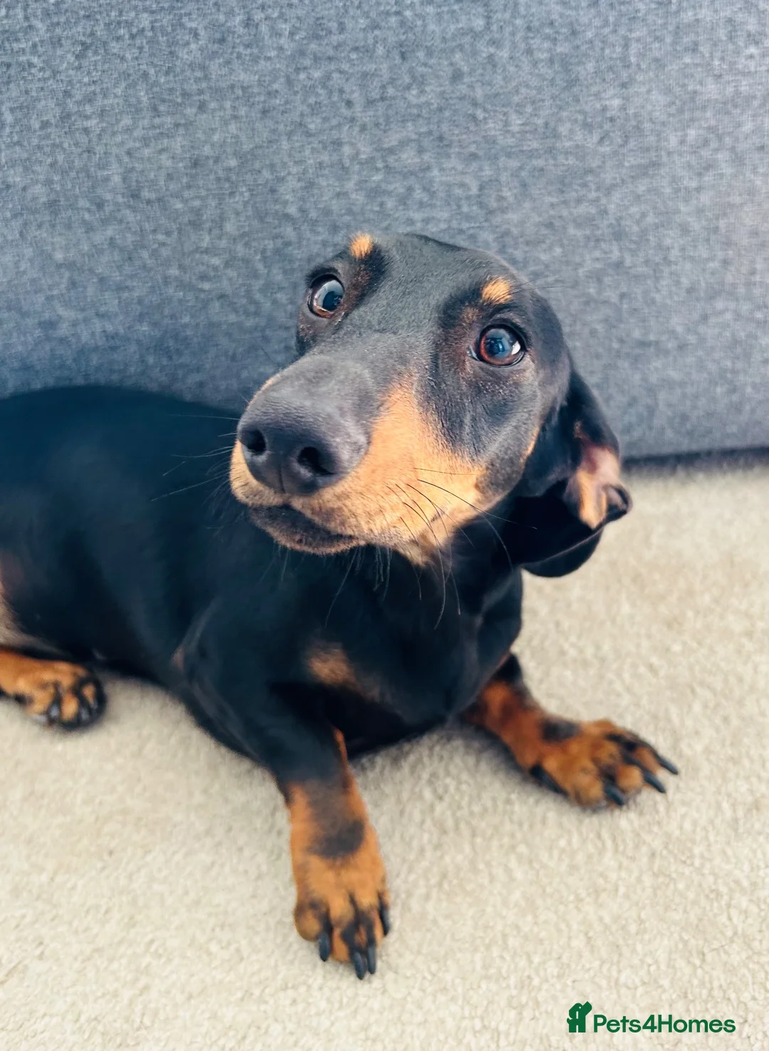 Dachshund dogs for sale: Please meet ‘Pika’ - Advert 2