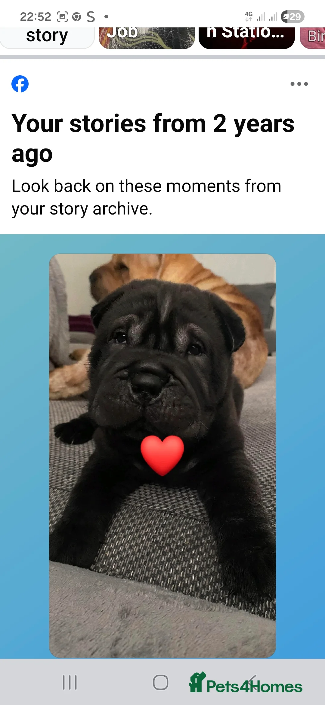 Shar Pei dogs for sale: Male Sharpei - Advert 1