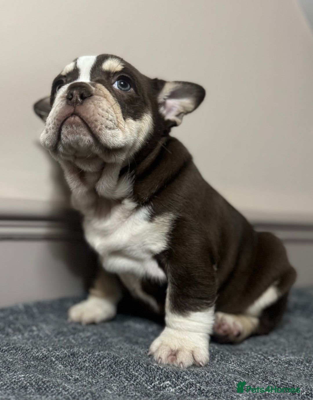 Mixed Breed dogs for sale: Bulldog puppies  - Advert 11
