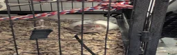 Rat rodents for sale: 2 male rats for rehome in Bristol - Advert 3