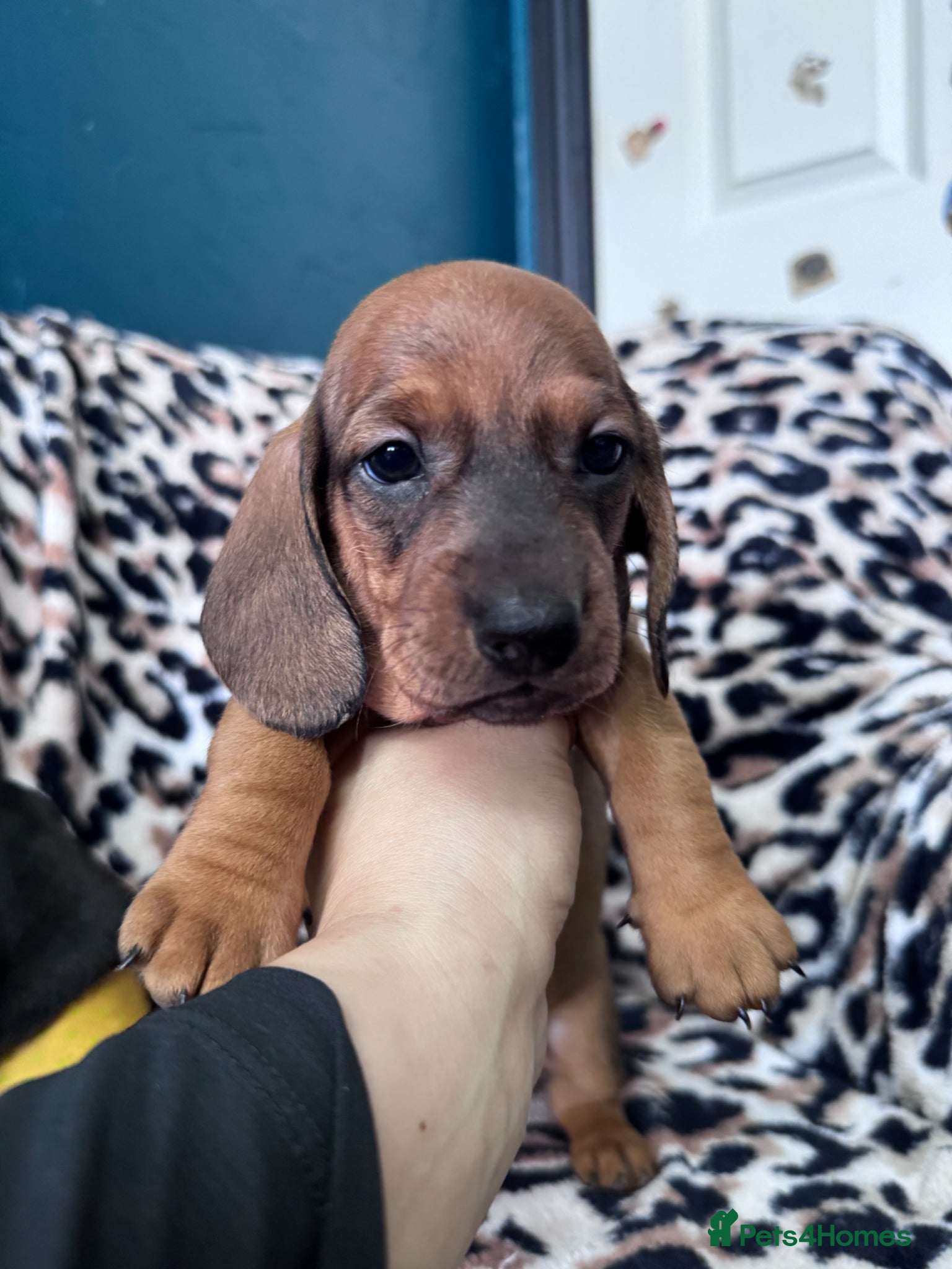 Dachshund dogs 7 adorable standard dachshund puppies available  - Advert 1