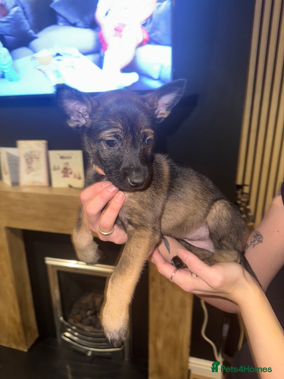 Belgian Shepherd Dog dogs for sale: Pure Belgian Malinois Puppies - Advert 36