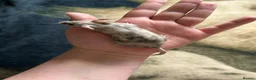 Mouse rodents for sale: Female mice  - Advert 8