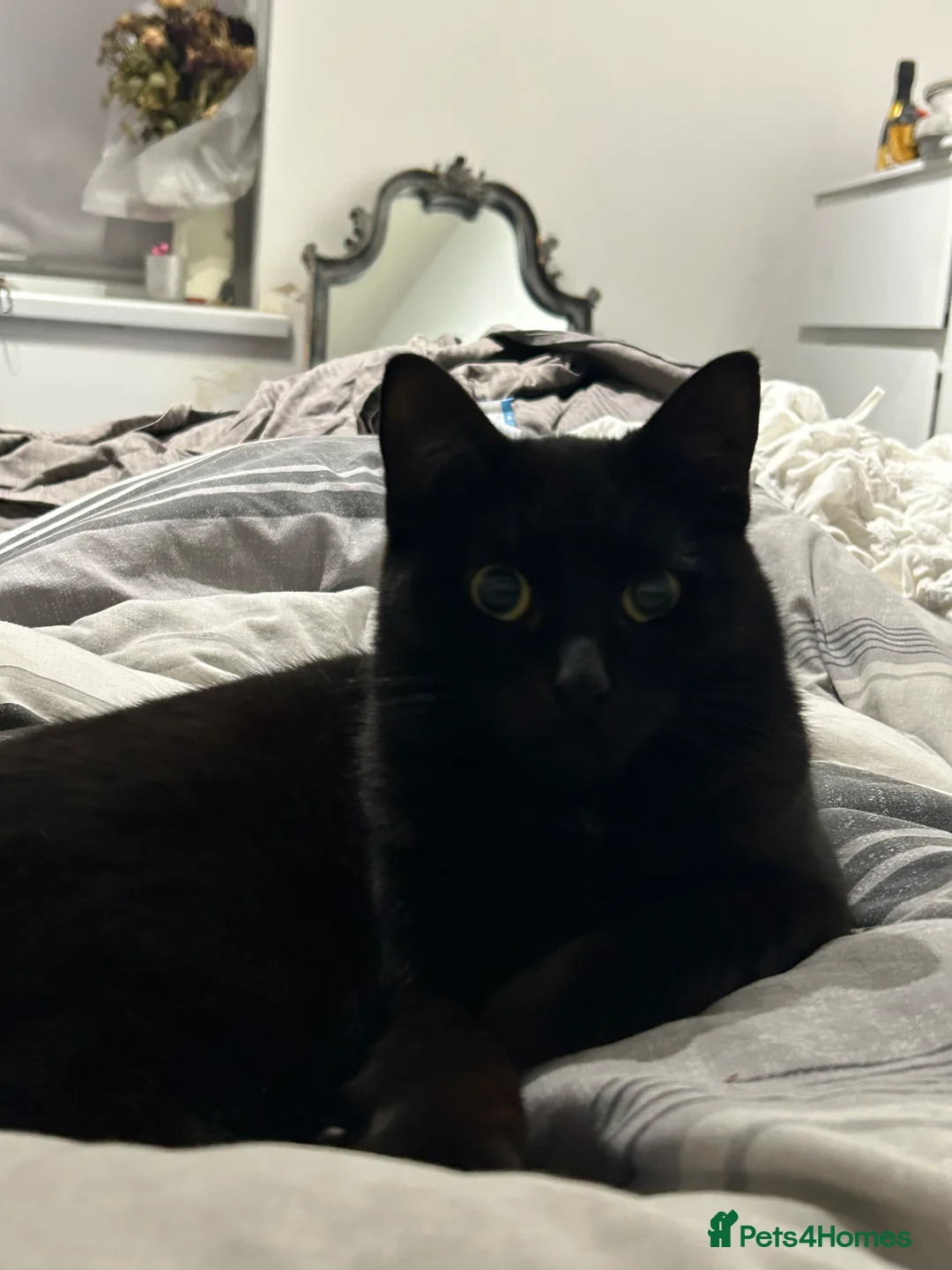 British Shorthair cats for sale: British Short hair, black, male kitten 8mo in Plymouth - Advert 6