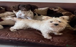 West Highland Terrier dogs for sale: Female Westie for rehoming. - Image 2