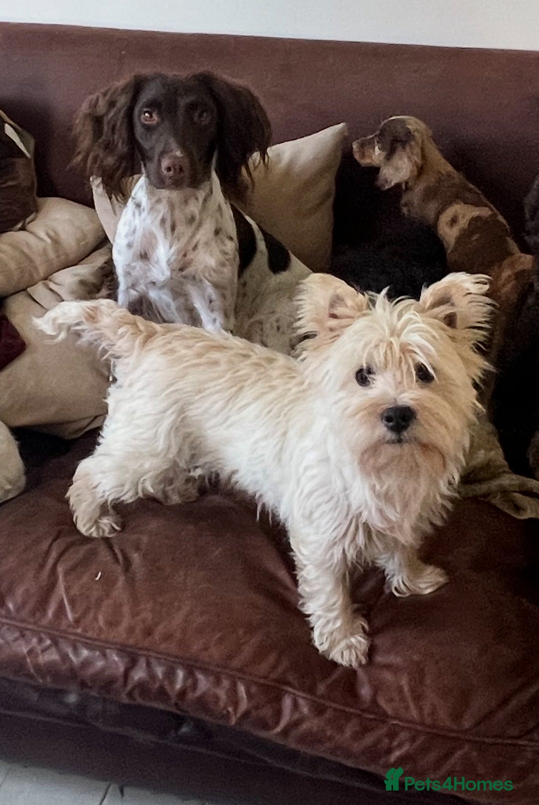 West Highland Terrier dogs for sale: Female Westie for rehoming. - Image 2