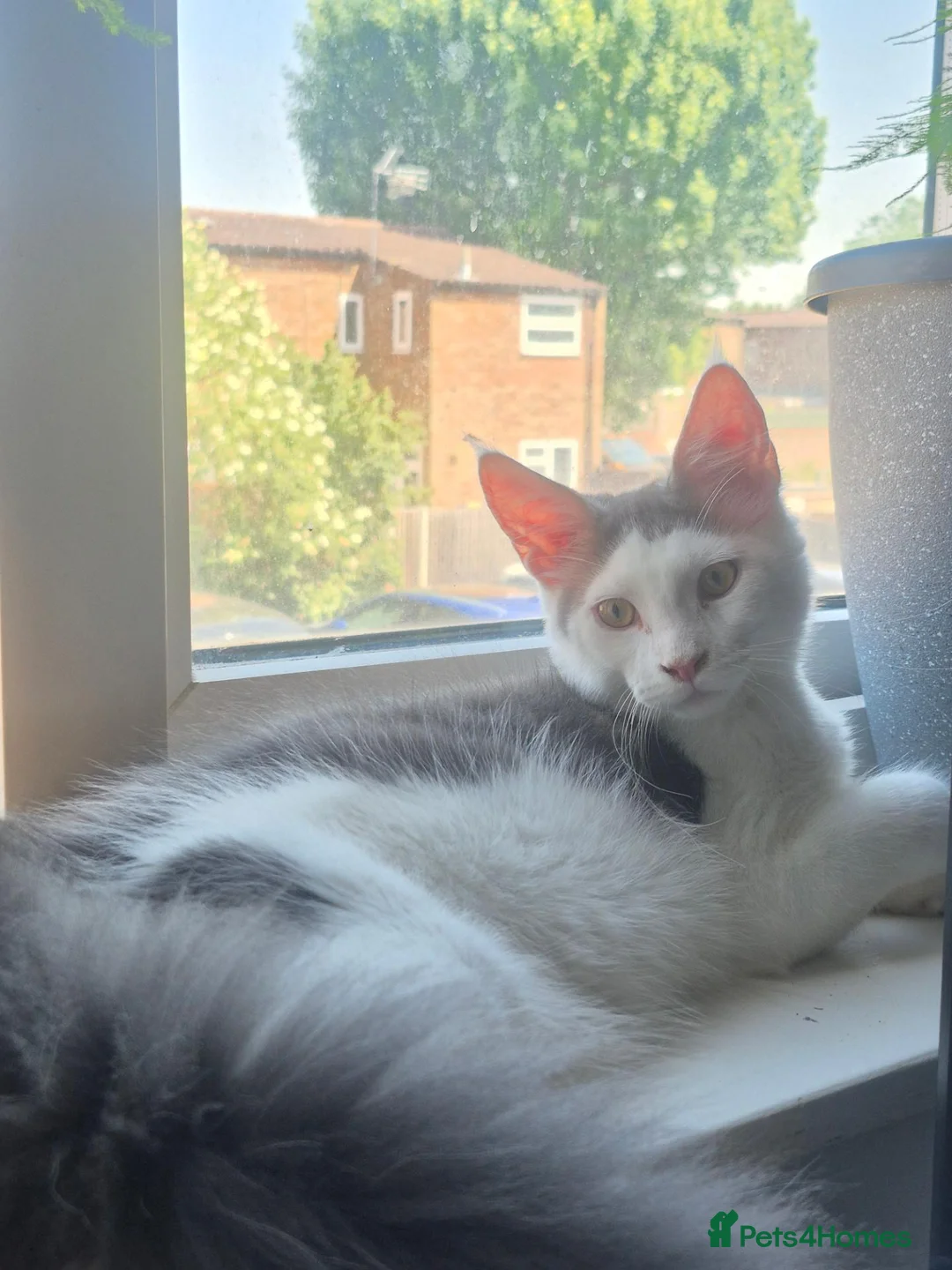 Maine Coon cats for sale: Stunning Pure Maine Coon Kitten - Advert 35
