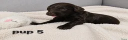 Cockapoo dogs for sale: Rare F1 cockapoo pups with mix blue eyes colour - Advert 2