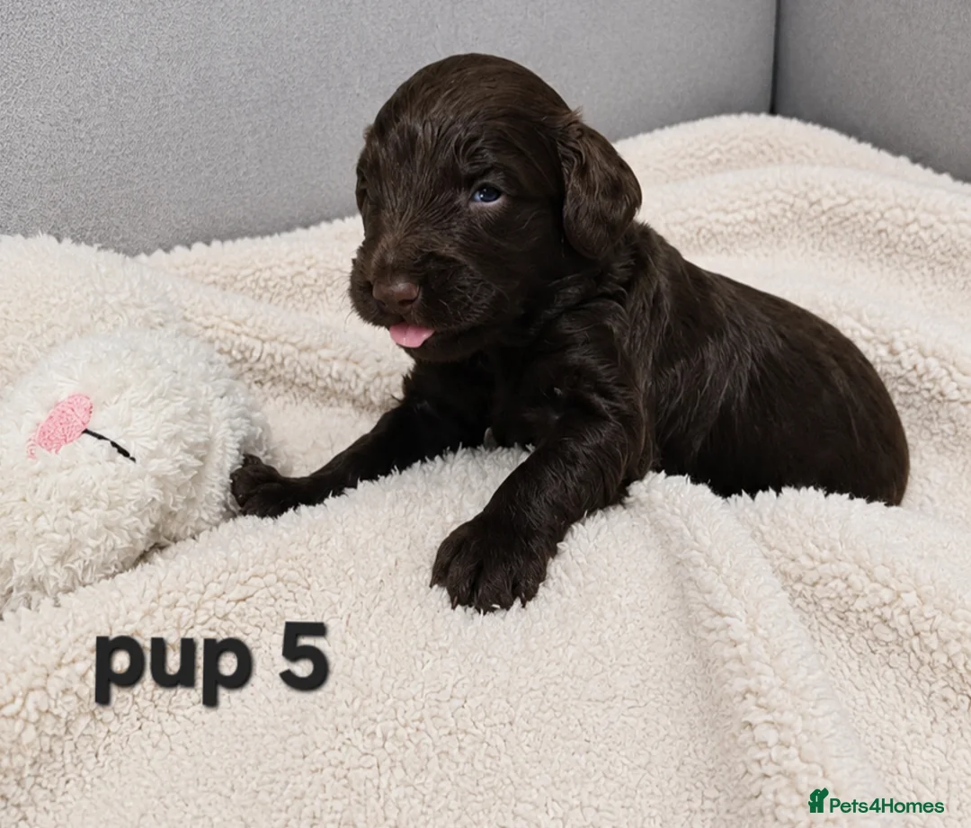 Cockapoo dogs for sale: Rare F1 cockapoo pups with mix blue eyes colour - Advert 2