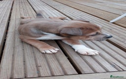 Staffordshire Bull Terrier dogs for sale: Gorgeous staffy pups  - Image 8