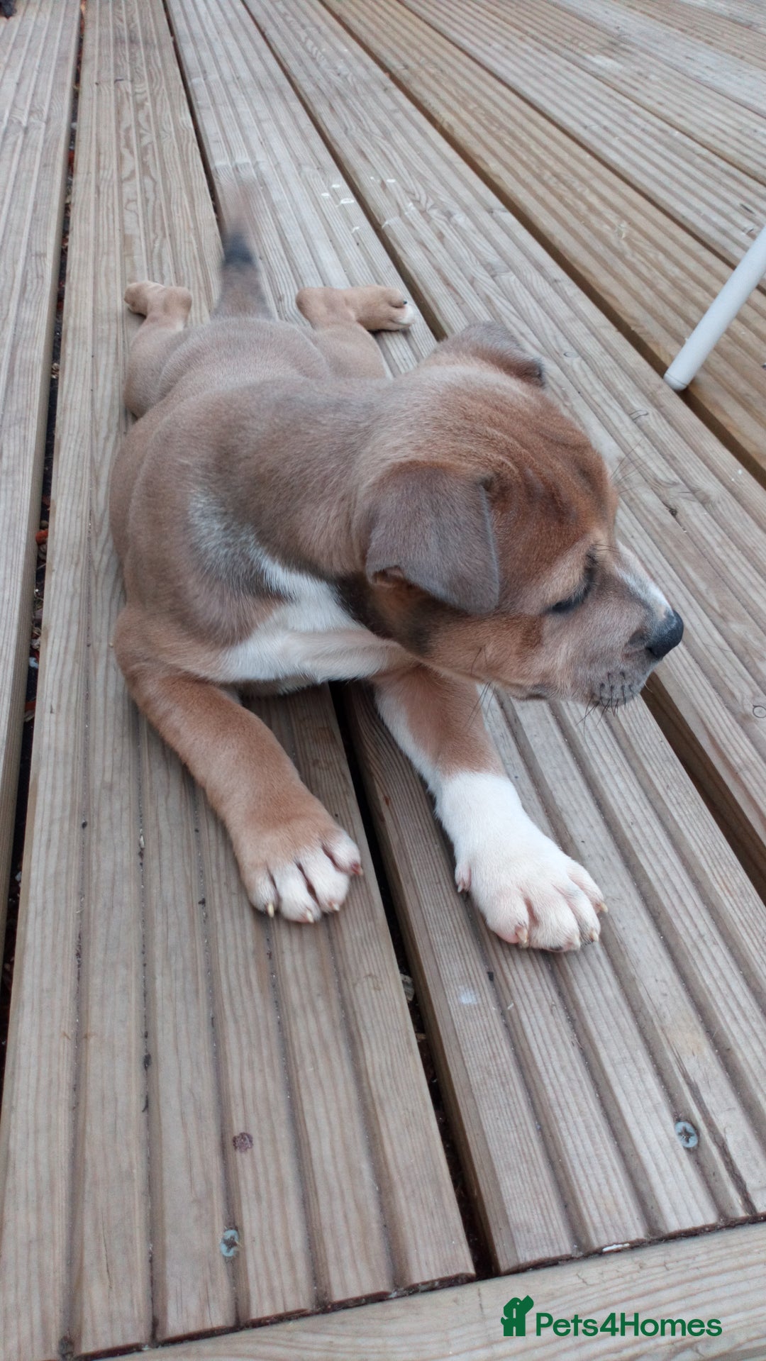 Staffordshire Bull Terrier dogs for sale: Gorgeous staffy pups  - Image 8