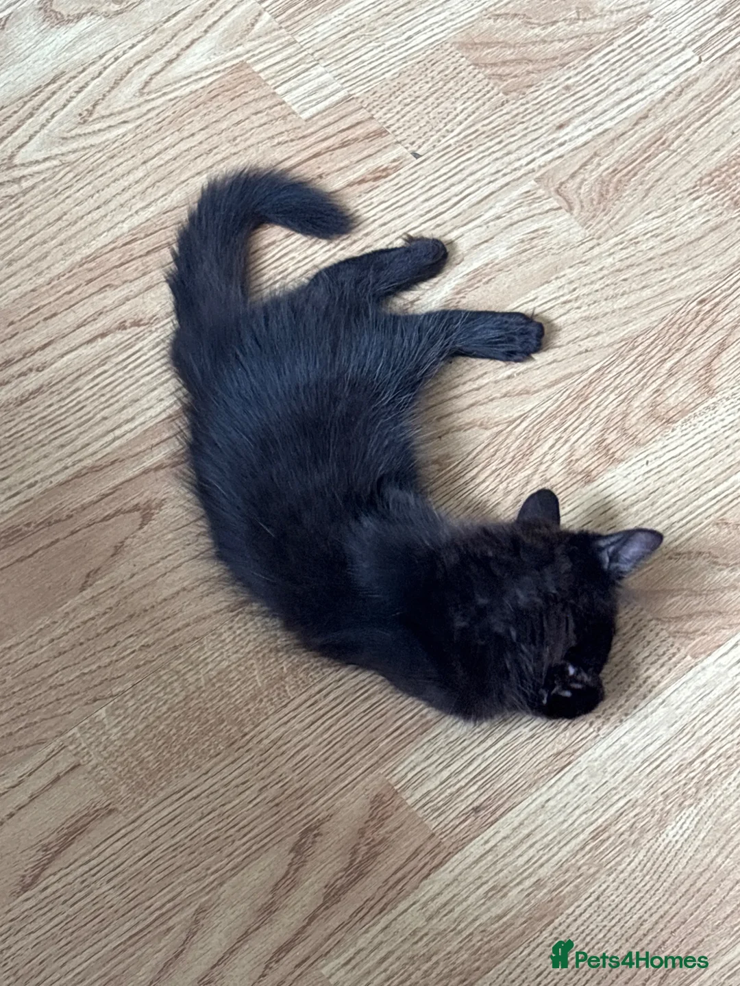 British Longhair cats for sale: Black female kitten - Advert 1