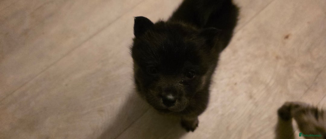 Mixed Breed dogs for sale: Adorable Merle Chowski's for sale  - Advert 25