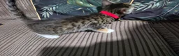 Bengal cats for sale: Bengal X DLH kittens  - Advert 14