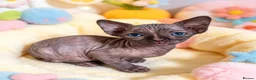 Sphynx cats for sale: STUNNING CANADIAN SPHYNX KITTENS - Advert 6