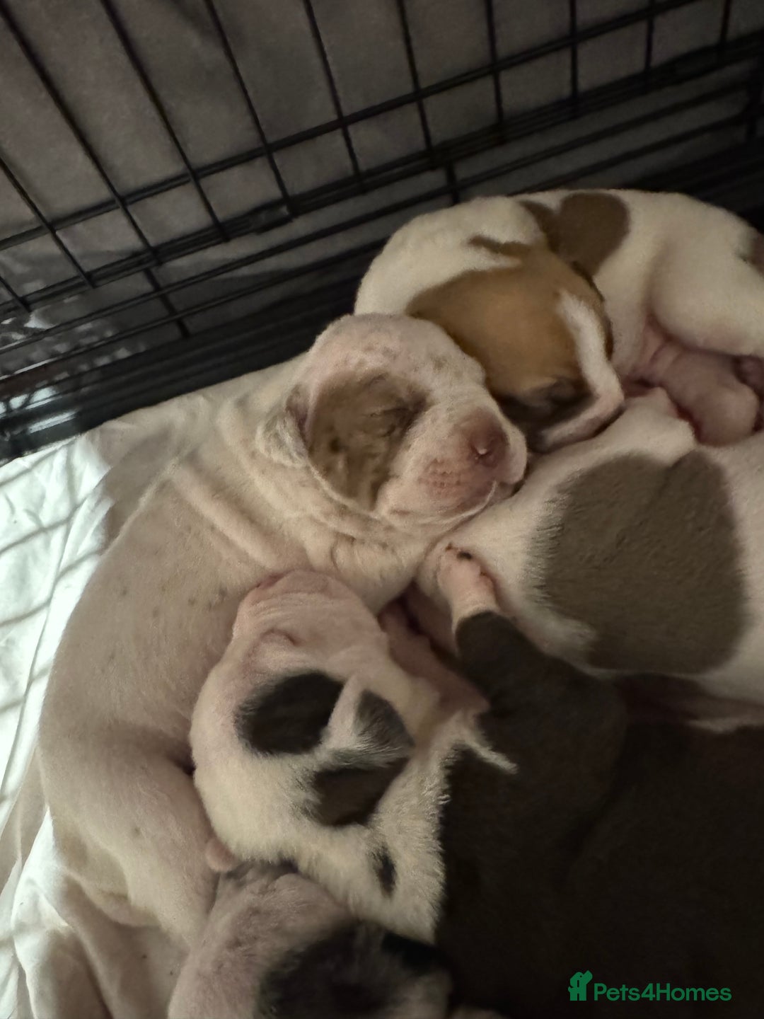 Mixed Breed dogs for sale: Staffy x shar pei female pups 3 - Image 10