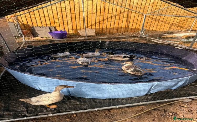 Ducks poultry - Advert 13