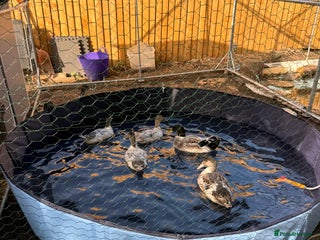 Ducks poultry - Advert 4