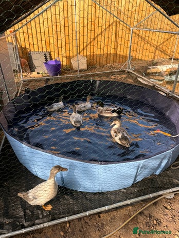 Ducks poultry - Advert 13