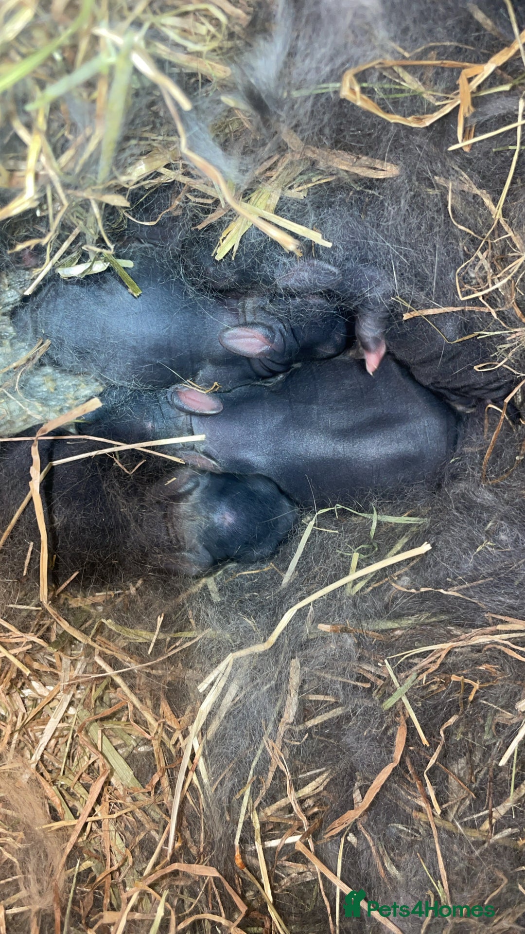 Mixed Breed rabbits for sale: 5 Rex/lionhead mix bunnies for sale - Advert 7