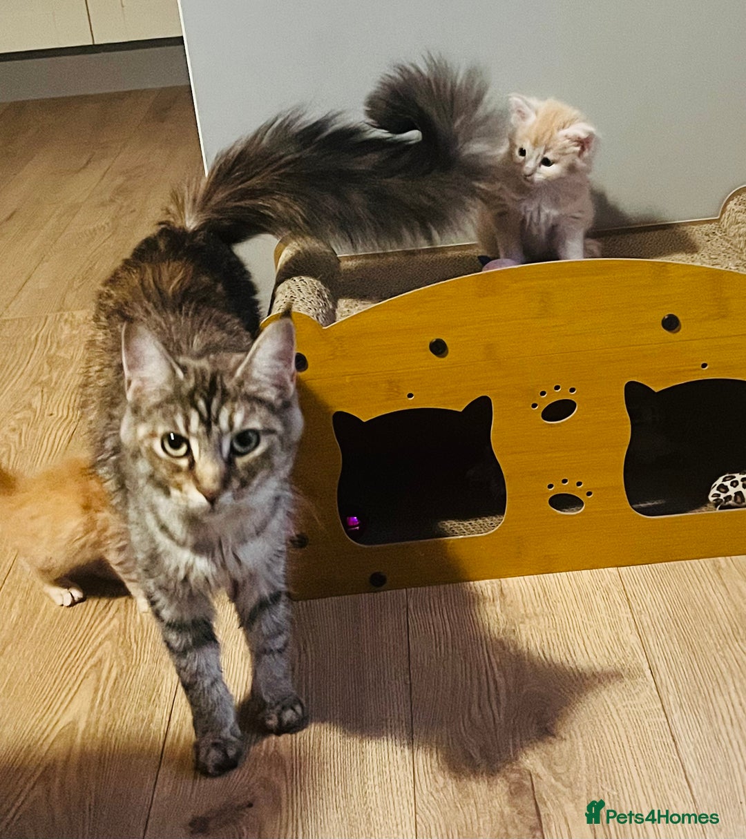 Maine Coon cats for sale: Stunning Maine Coon cross kittens - Advert 10