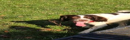 English Springer Spaniel dogs for stud: English Springer Spaniel for *STUD* - Advert 1