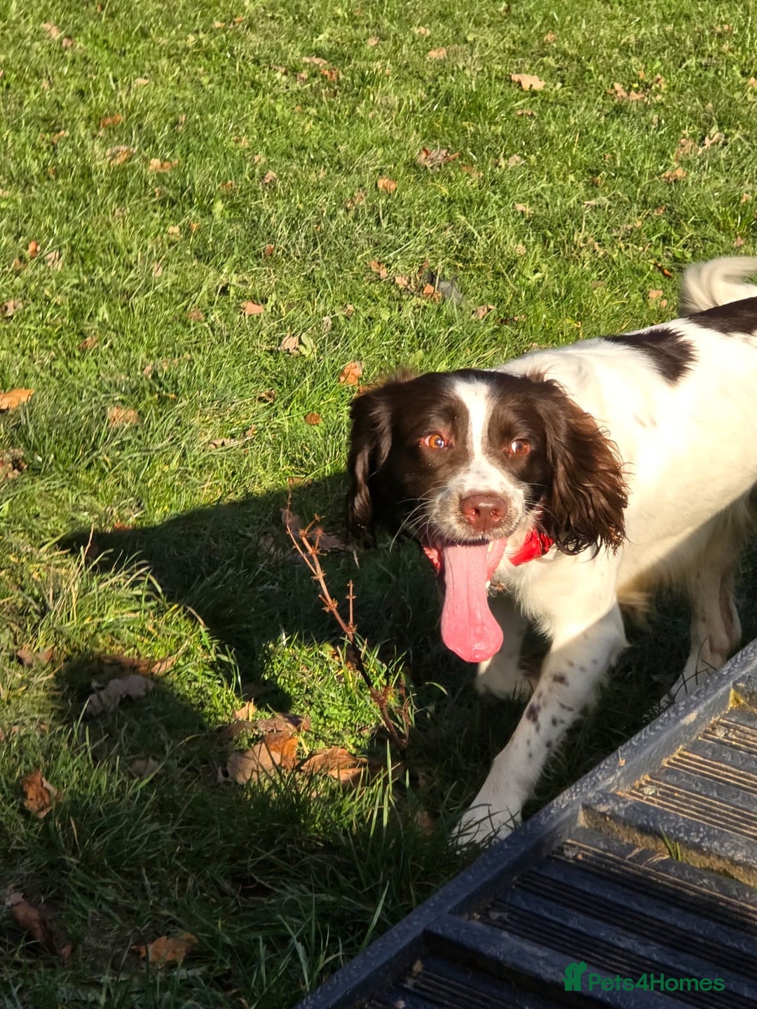 English Springer Spaniel dogs for stud: English Springer Spaniel for *STUD* - Advert 1