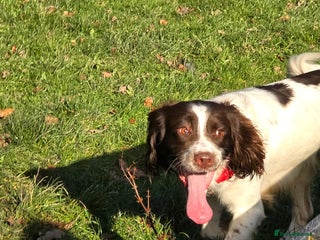 English Springer Spaniel dogs for stud: English Springer Spaniel for *STUD* - Advert 1