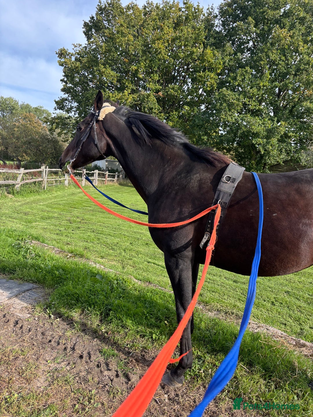 English Thoroughbred horses for sale: A big girl with huge heart to go far - Image 3