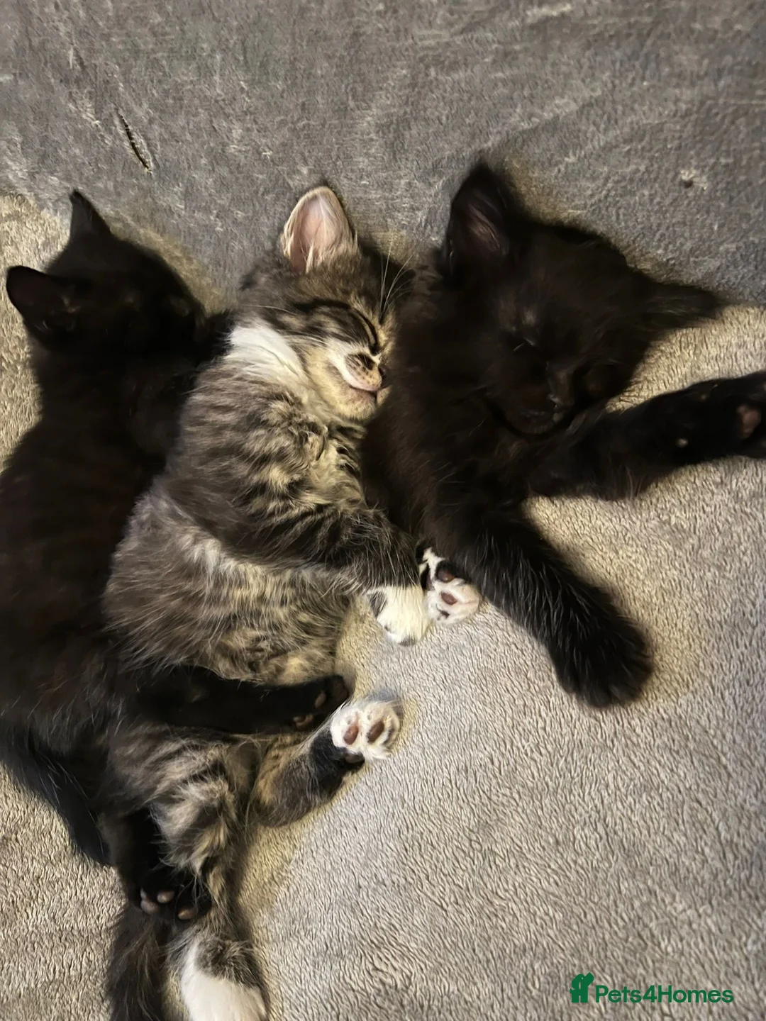 Domestic Shorthair cats for sale: Litter of 7 Ready for new homes 🥺 💖 in West Drayton - Advert 1