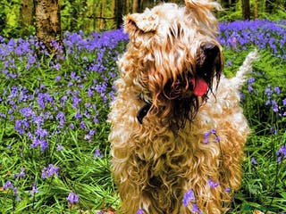 Soft Coated Wheaten Terrier dogs Beautiful Irish Soft Coated Wheaten Terrier Pups - Advert 10