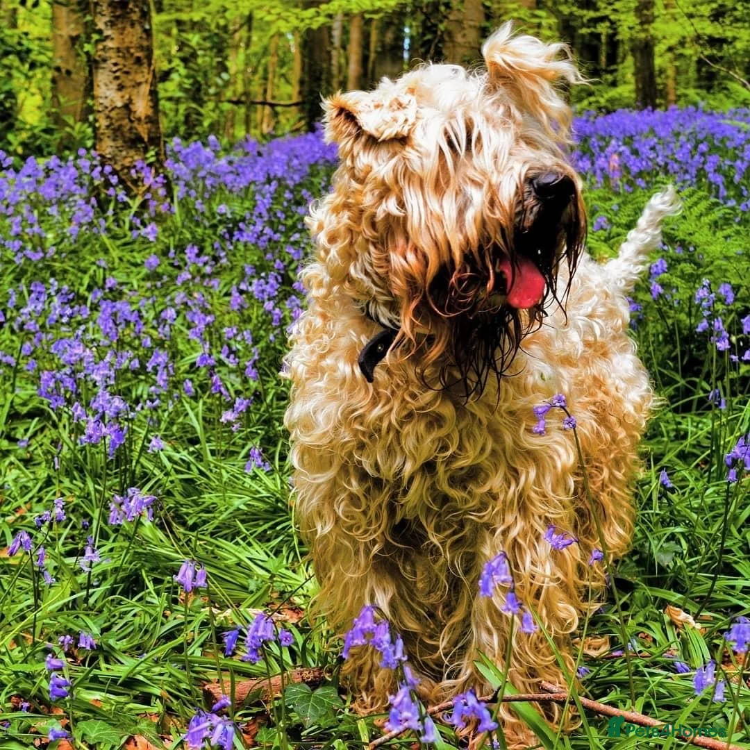 Soft Coated Wheaten Terrier dogs for sale: Beautiful Irish Soft Coated Wheaten Terrier Pups - Advert 1