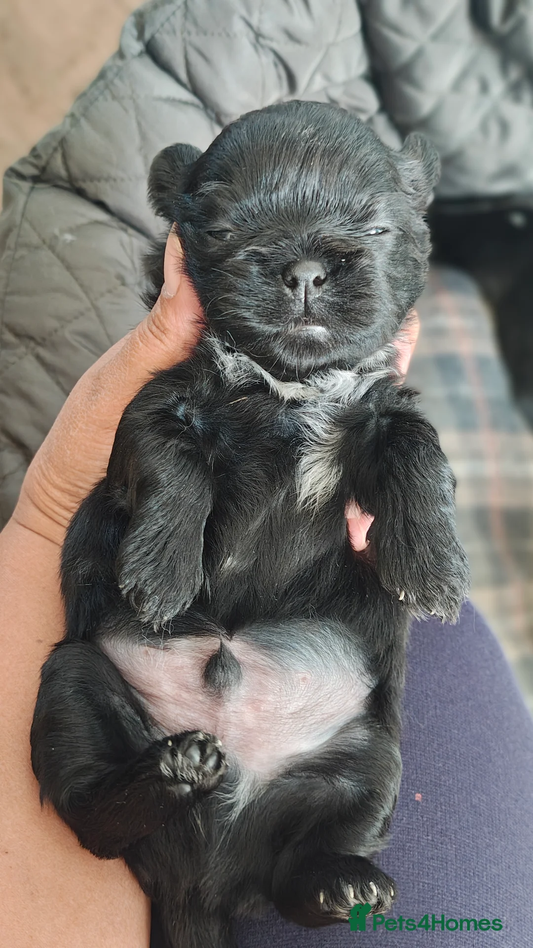 Shih Tzu dogs for sale: 5 Imperial Puppies - Advert 2